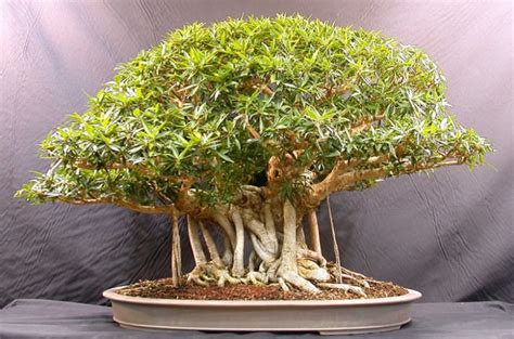 membuat bonsai beringin   pot kecil bibit