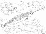 Narwhal Coloring Pages Narwhale Realistic Kids Drawing Getdrawings Supercoloring sketch template