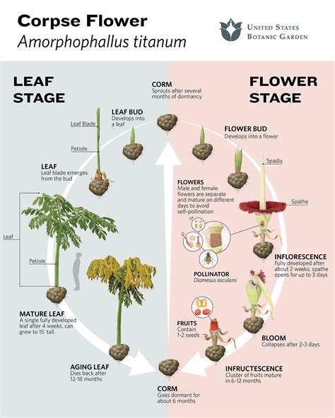 corpse flowers   botanic garden united states botanic garden