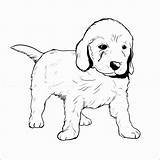 Retriever Ausmalbilder Hunde Drawing Goldendoodle Hundewelpen Frisch Tolle Inspirierend Labradoodle Labrador Malvorlagen Puppies Rottweiler Vorstellung Neu Albanysinsanity Colouring Clipartmag Freddys sketch template