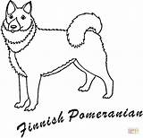 Pomeranian Colorir Pomerania Cachorro Spitz Lulu Finnish Droll sketch template