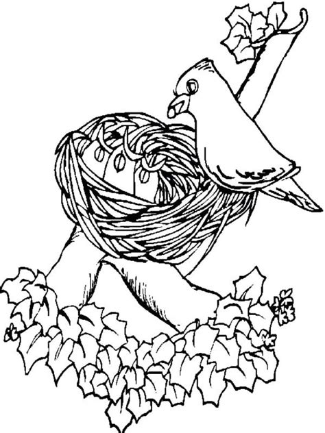 bird decorating  bird nest coloring pages  place  color