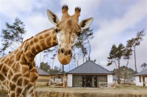 dieren bekijken vanuit je luxe safari lodge  beekse bergen ticketspy