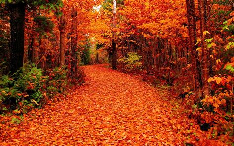 fall foliage pictures data src beautiful forest   fall