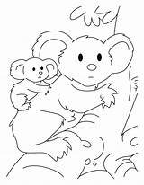Koala Coloring Pages Bear Joey Color Drawing Kids Outline Cute Colouring Printable Baby Clipart Library Getdrawings Clip Popular Arts Bears sketch template