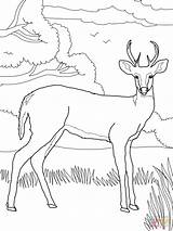 Deer Coloring Pages Whitetail Printable Colouring Red Tail Tailed Animal Supercoloring Bird Drawing Kids Color Nature sketch template