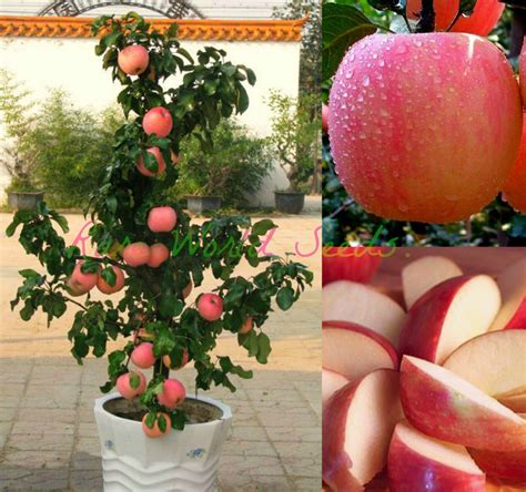 buy seeds dwarf fuji apple tree indoor  outdoor sweet fruits