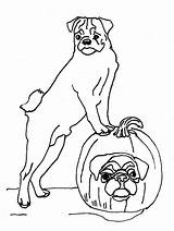 Coloring Halloween Dog Pug Pages Pumpkin Color Dogs Printable Getcolorings sketch template