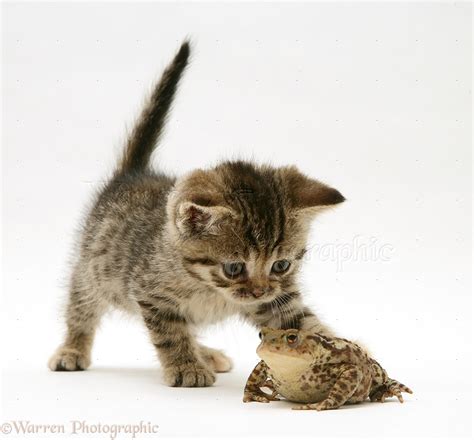 tabby kitten  toad photo wp