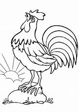 Rooster Coloring Pages Printable Print Color Bird Morning sketch template