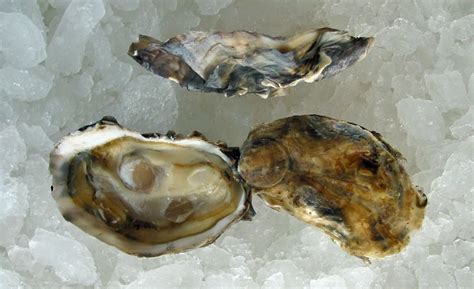 naked roy s oysters oysters oysters seafood pacific northwest