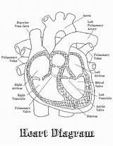 Labeled Labeling Cardiovascular Medicinebtg Anatomical Sheepskin Excel Koibana Coloringhome Markcritz sketch template