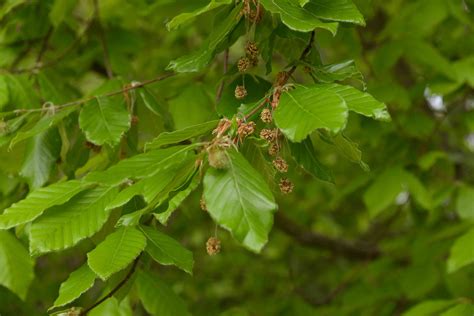 american beech plant care growing guide