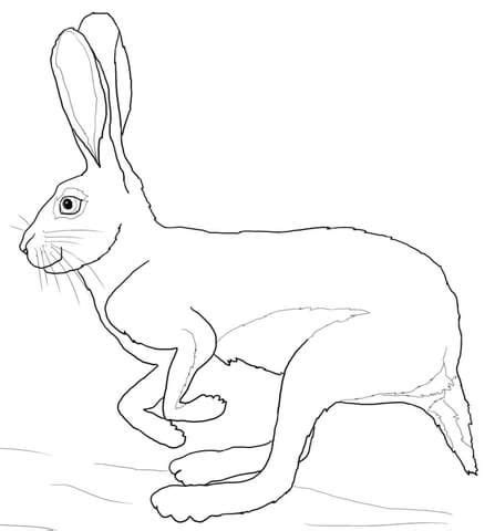 printable hare rabbit coloring pages kristianarrun