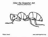 Ant Coloring Pages Kids Carpenter Ants Printable Color Clipart Insects Print Clip Library Exploringnature sketch template