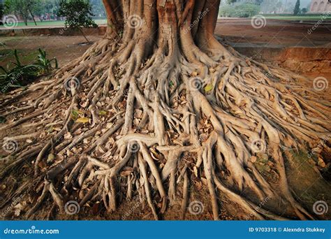wortels van een banyan boom royalty vrije stock fotos beeld