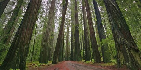 redwood poaching  california parks  close huffpost