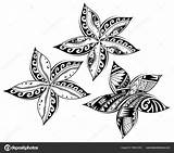 Flower Drawing Samoan Samoa Tattoo Tribal Plumeria Vector Clip Drawings Illustrations Tattoos Style Paintingvalley sketch template