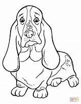 Coloring Hound Dog Basset Supercoloring sketch template