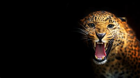 leopard   black background wallpapers  images wallpapers pictures