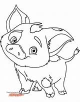 Moana Coloring Pages Pua Pig Baby Disney Cute Color Drawing Piggy Miss Printable Guinea Kids Disneyclips Maui Picturethemagic Print Realistic sketch template
