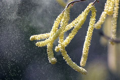 pollen season   allergies  worse  year vox