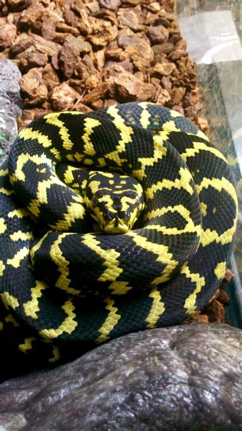 love carpet pythons   tend  shy   keeping larger