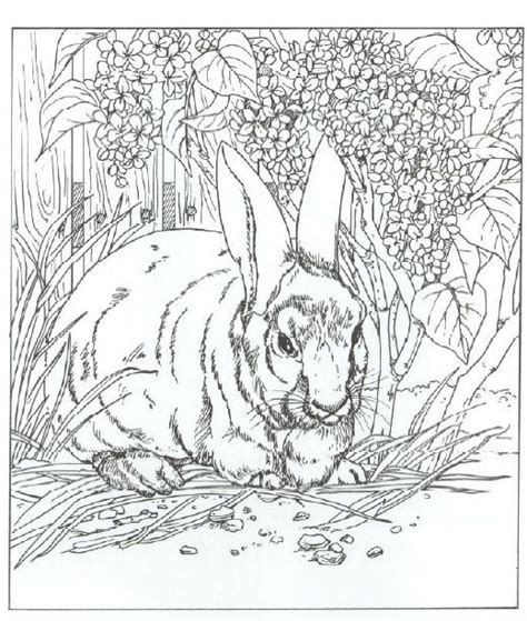 coloring pages  adults realistic animals google search coloring