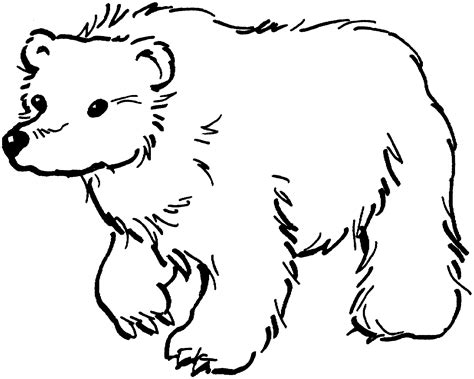 bear coloring pages  students  teachers educative printable