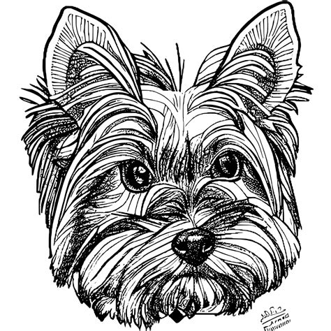 yorkie coloring page creative fabrica