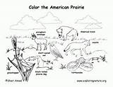 Habitat Biome Habitats Grassland Grade Livros 99worksheets Google Exploringnature Colorir sketch template