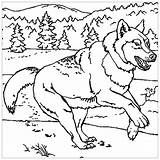 Loup Coloriage Coloriages Imprimer Loups sketch template