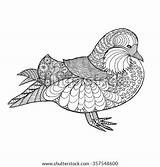 Animals Duck Zentangle Mandarin Doodle Patterned Print Sketch Indian Stylized Ethnic Drawn Hand Search Shutterstock sketch template