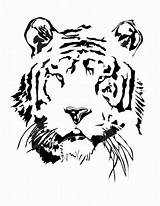 Coloring Pages Tiger Cute Library Clipart Clemson Illustration Popular Template Paw sketch template