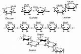 Carbohydrates Simple Complex Sugars Glucose Sugar Starches Chains Carbohydrate Energy Used Store Basic Molecular Construction Sausage Most sketch template