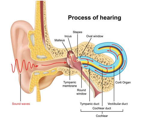 learn  hearing works   ear   ear audiocardio sound therapy