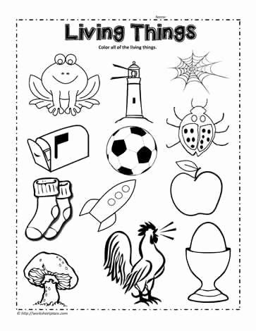 worksheet  kindergarten  science science worksheets