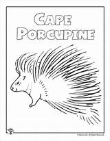 Porcupine Porcupines Coloringbay Woojr sketch template