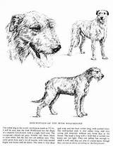 Wolfhound Deerhound Hound Scottish Wolfhounds sketch template