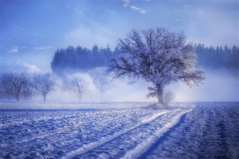 trees covered  snow fog landscape winter  wallpaperhd nature
