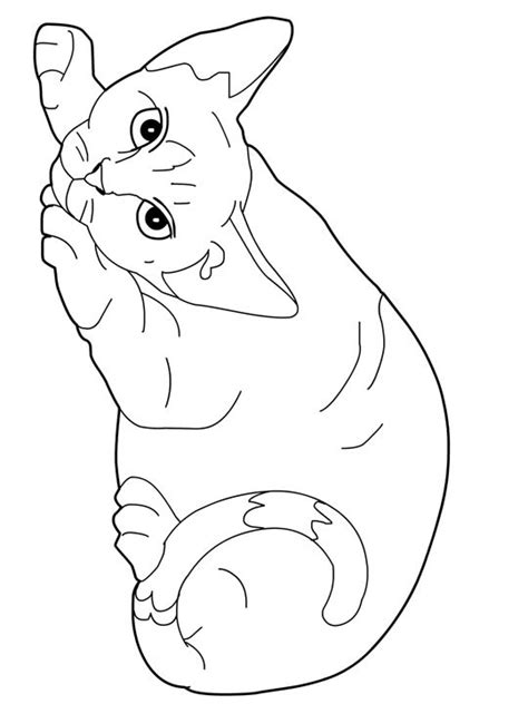 coloring pages  cats  printable kitten coloring pages  kids