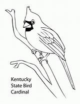 Coloring Pages Cardinal State Bird Birds Drawing Kentucky Colorado Football Cardinals Feather Ohio Printable Dodgeball Logo Getcolorings Louis St Preschoolers sketch template