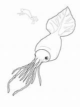 Coloring Pages Animals Squid Sea Colossal Printable Ocean Print Aquatic Animal Choose Board sketch template