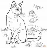 Katzenbilder Ausdrucken sketch template