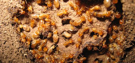 drywood termites  subterranean termites ehrlich pest control