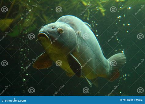 big carp underwater stock photo image  amur angling