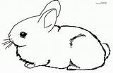 Coloring Pages Bunny Baby Cute Popular sketch template