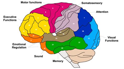 brodmann areas   brain anatomy  functions