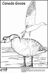 Coloring Goose Pages Geese Migration Canada Color Formation Too sketch template