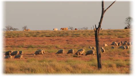 drought learnings   south west leading sheep